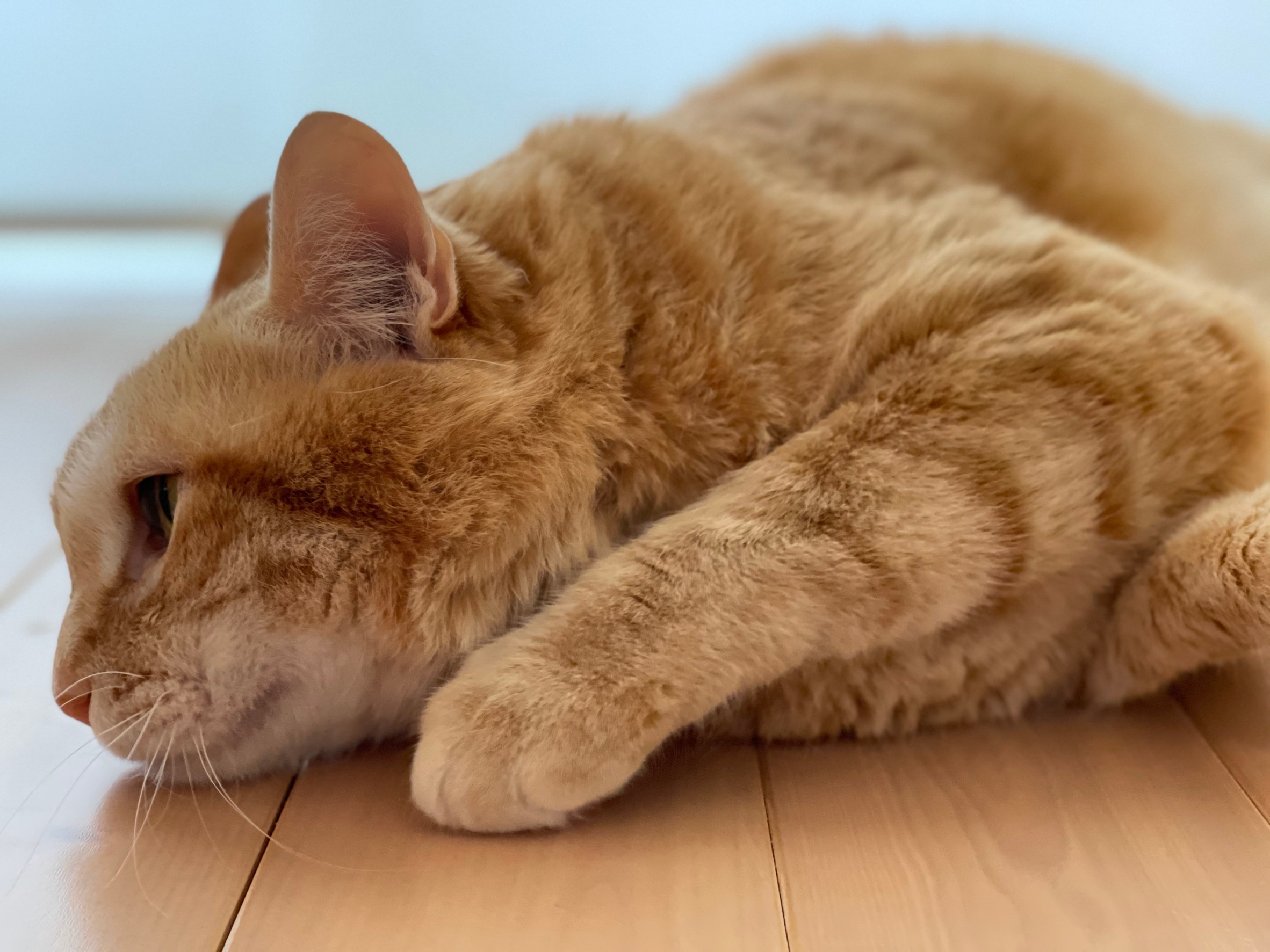 岐阜リペア採用情報